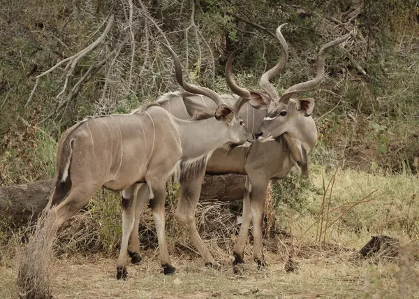 Kruger Ulusal Parkı 'nda Afrika boğası. Afrika.