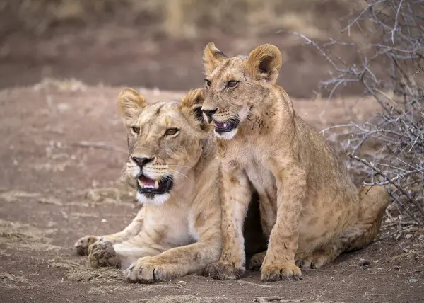 Safari; fotoğraf; Afrika; Kenya; Vahşi Yaşam; Aslan; Kedi; Memeli; Beş Büyük
