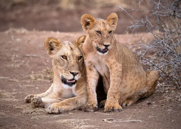 Safari; fotoğraf; Afrika; Kenya; Vahşi Yaşam; Aslan; Kedi; Memeli; Beş Büyük