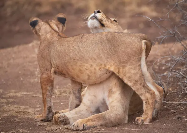 Safari; fotoğraf; Afrika; Kenya; Vahşi Yaşam; Aslan; Kedi; Memeli; Beş Büyük