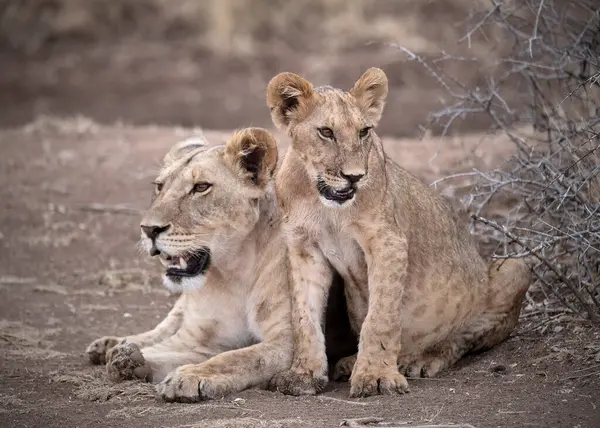 Safari; fotoğraf; Afrika; Kenya; Vahşi Yaşam; Aslan; Kedi; Memeli; Beş Büyük