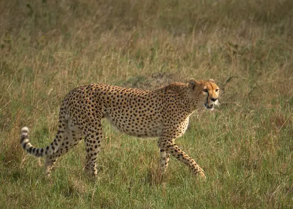 Çita çayırda yürüyor.