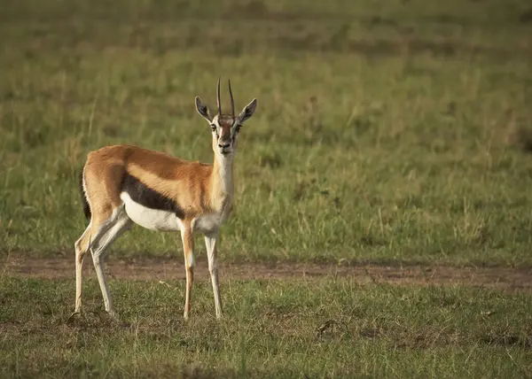 Erkek ceylan doğal ortamında