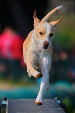 köpek; spor; çeviklik; rekabet; eğitim; ekipman; spor ekipmanları; eğlenceli; yoğun;;