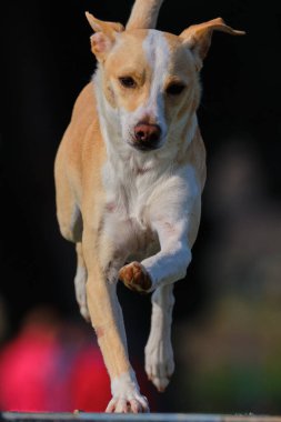 köpek; spor; çeviklik; rekabet; eğitim; ekipman; spor ekipmanları; eğlenceli; yoğun;;