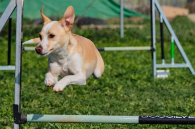 köpek; spor; çeviklik; rekabet; eğitim; ekipman; spor ekipmanları; eğlenceli; yoğun;;