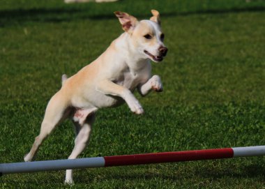 köpek; spor; çeviklik; rekabet; eğitim; ekipman; spor ekipmanları; eğlenceli; yoğun;;