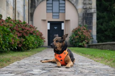 Üremeyen köpek. Memeli, köpek, sadık dost, yoldaş, sadık.;