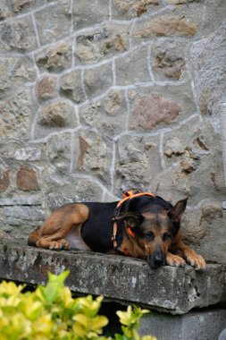 Üremeyen köpek. Memeli, köpek, sadık dost, yoldaş, sadık.;