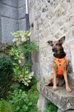 Üremeyen köpek. Memeli, köpek, sadık dost, yoldaş, sadık.;