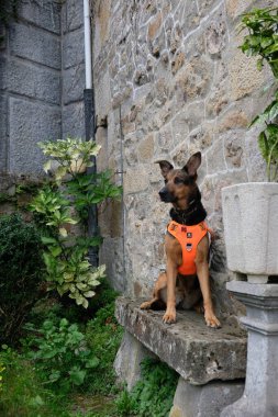 Üremeyen köpek. Memeli, köpek, sadık dost, yoldaş, sadık.;