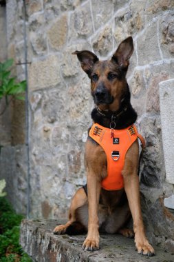 Üremeyen köpek. Memeli, köpek, sadık dost, yoldaş, sadık.;