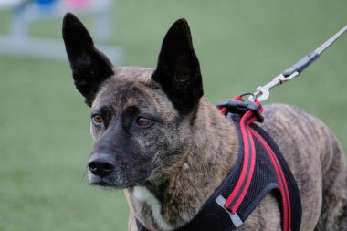 köpek; spor; çeviklik; rekabet; eğitim; ekipman; spor ekipmanları; eğlenceli; yoğun;;