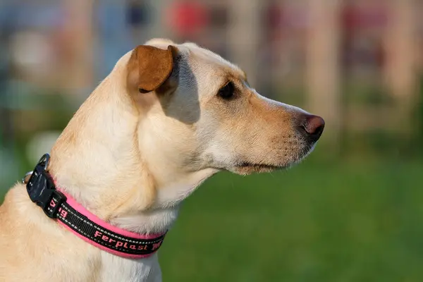 köpek; spor; çeviklik; rekabet; eğitim; ekipman; spor ekipmanları; eğlenceli; yoğun;;