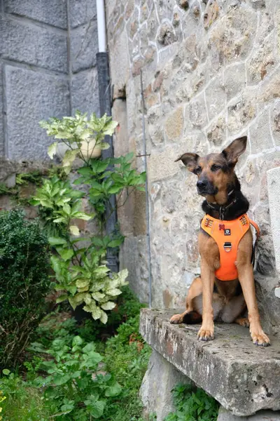 Üremeyen köpek. Memeli, köpek, sadık dost, yoldaş, sadık.;