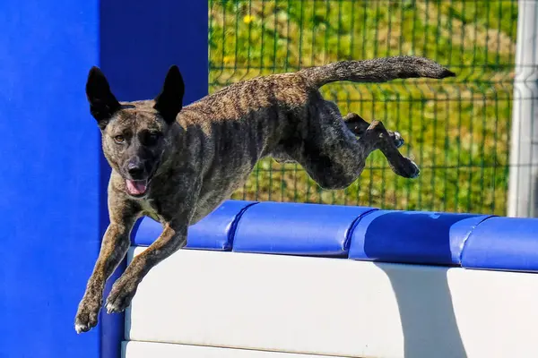 köpek; spor; çeviklik; rekabet; eğitim; ekipman; spor ekipmanları; eğlenceli; yoğun;;