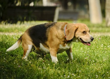 Parktaki av köpeği.