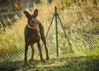 dog with a red collar in the park