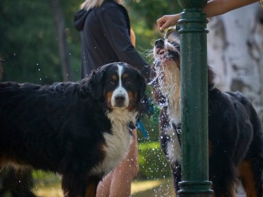 İki köpek parkta fıskiyeyle oynuyor.