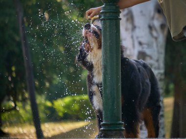 Genç adam parkta köpekle oynuyor, yakın plan.