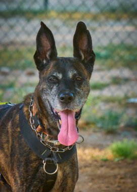 Şirin bir köpeğin portresi.