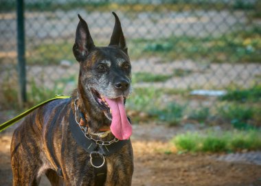 Siyah kulaklı siyah köpek.