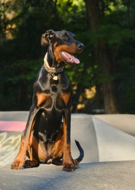 Parktaki siyah bir köpeğin portresi.