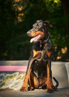 Köpek çiftleşmesi Doberman köpeği yaz parkında beton bir duvarın arkasında.