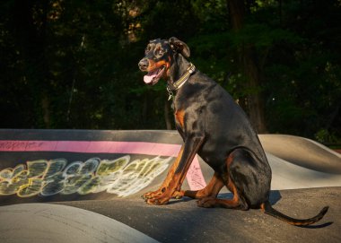 Parktaki kaykayda siyah beyaz dövmeli bir köpek.