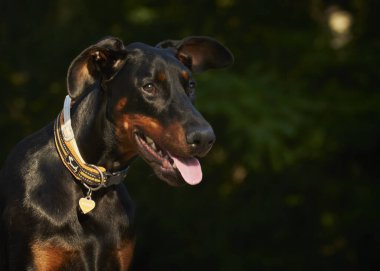 Siyah arka planı olan siyah bir doberman köpeği portresi