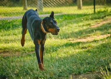 Siyah köpek doberman tarlada