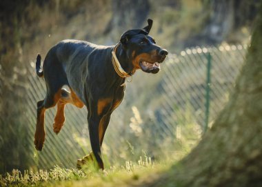 Köpek doberman parkta scher