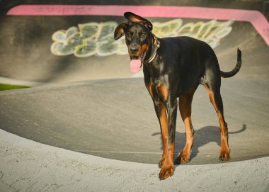 Siyah arka planı olan bir köpek.