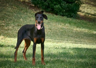 Yeşil çimlerde kırmızı yakalı siyah köpek