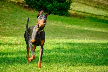 Siyah köpek Berman parkta.