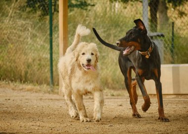 Parkta bir köpek ve köpek