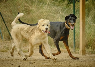 Köpek tarlada koşuyor.