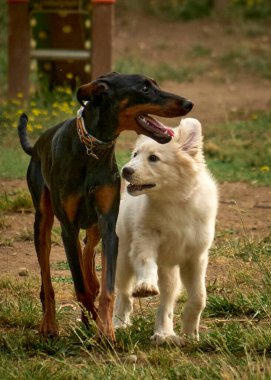 Parkta birlikte oynayan iki köpek.