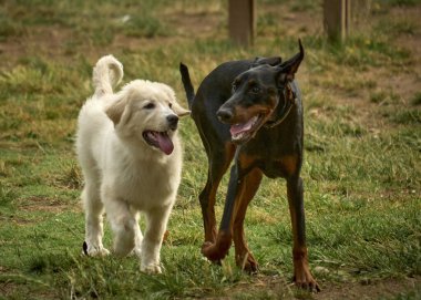 Bir köpeğin portresi.