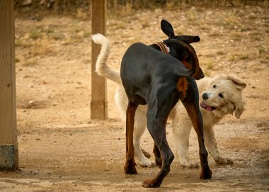 Güzel siyah beyaz bir köpeğin oyuncakla oynadığı yakın plan bir fotoğraf.
