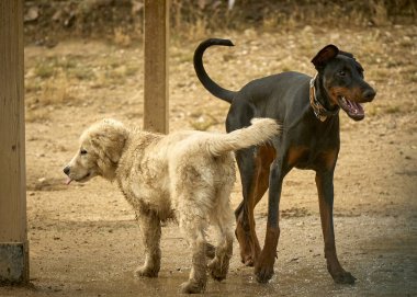 Parkta oynayan iki siyah ve beyaz köpek.