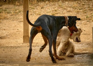Hayvanat bahçesindeki köpek