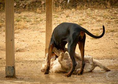 Beyaz köpekli köpek.
