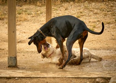 Doğadaki köpek ve köpek.