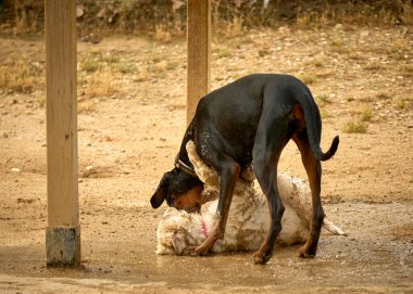Köpek ve büyük siyah bir köpek.