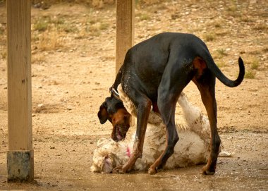 Sahada oynayan iki köpek.