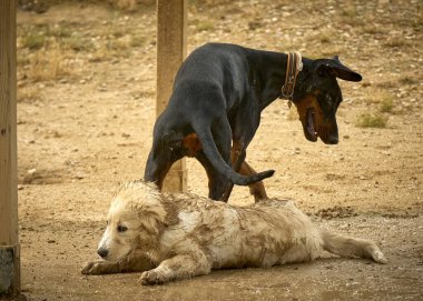Köpek parkındaki köpekler.
