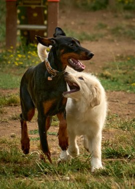 köpek, köpek, köpek, köpek, köpek, evcil hayvan, köpek, köpek, köpek, köpek,