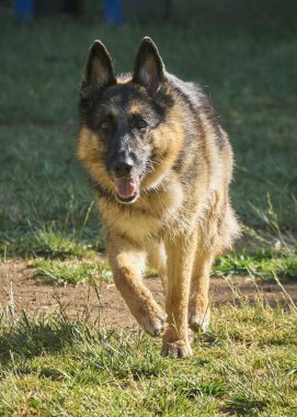 Yeşil arka planda çimlerin üzerinde koşan Alman çoban köpeği.