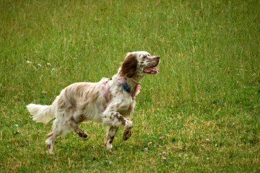 Şirin kahverengi cocker spanyel koşuyor